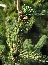 Sosna drobnokwiatowa (Pinus parviflora) Kokonoe